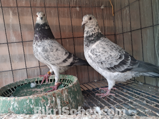 গ্রিজেল রানিং কবুতর